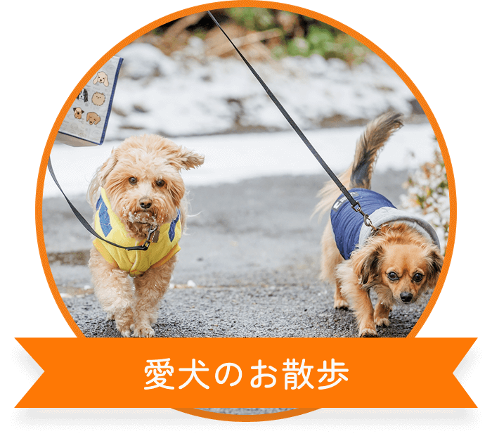 愛犬のお散歩